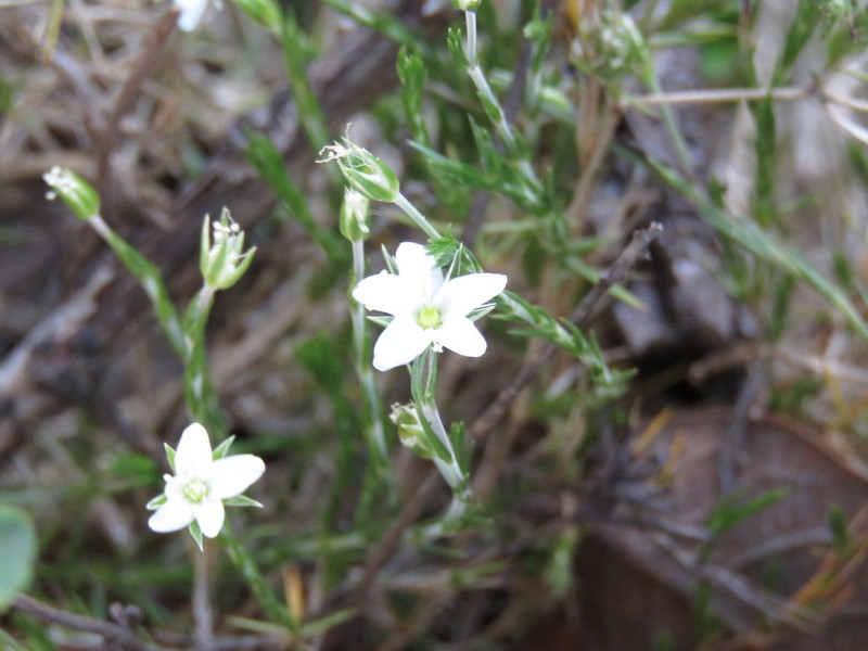 Arenaria lycopodioides photo 4
