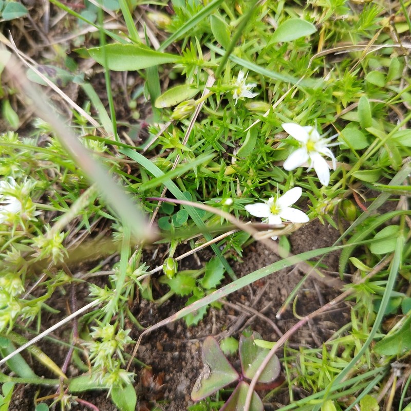 Arenaria lycopodioides photo 5