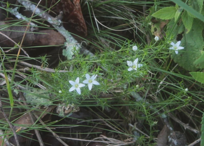 Arenaria lycopodioides photo 6