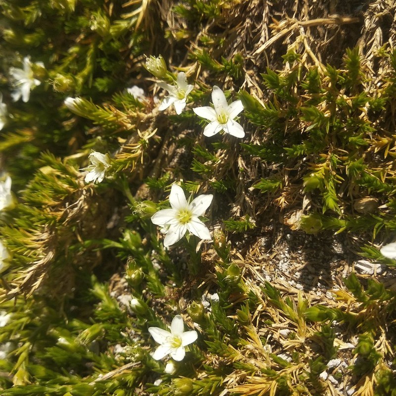 Arenaria lycopodioides photo 7