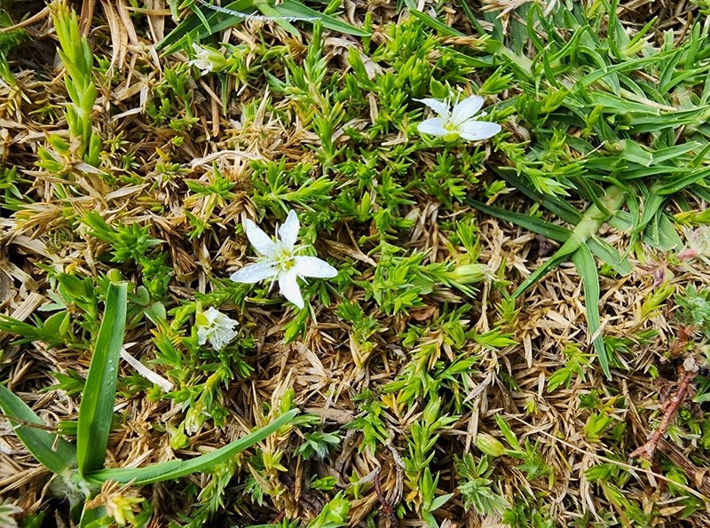 Arenaria lycopodioides photo 8