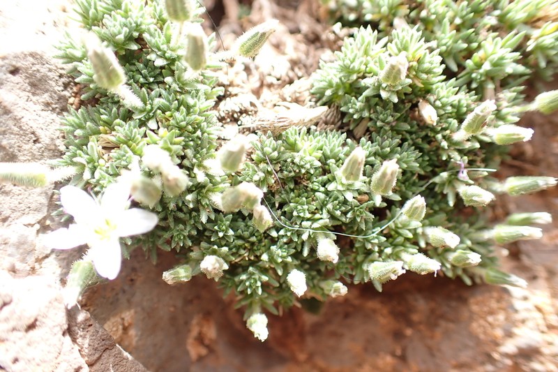 Arenaria mairei