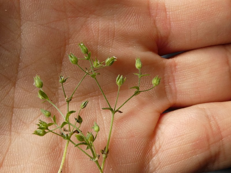 Arenaria marschlinsii