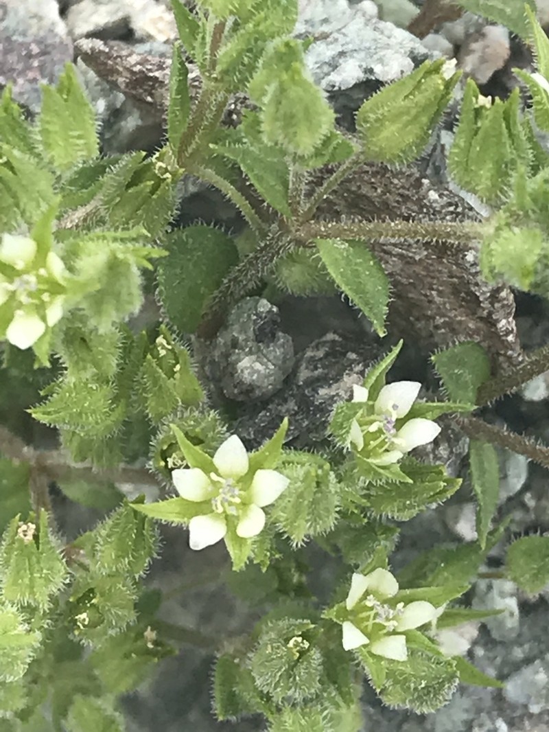 Arenaria marschlinsii photo 2