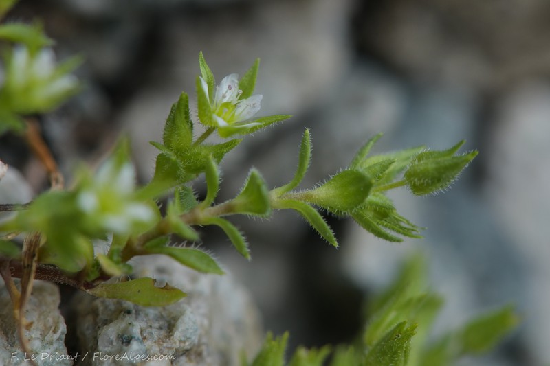 Arenaria marschlinsii photo 4