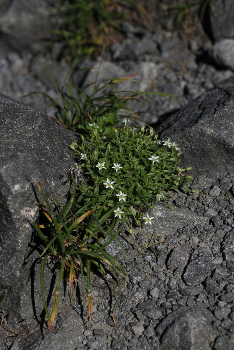 Arenaria merckioides