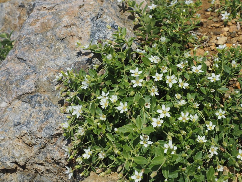Arenaria merckioides photo 2