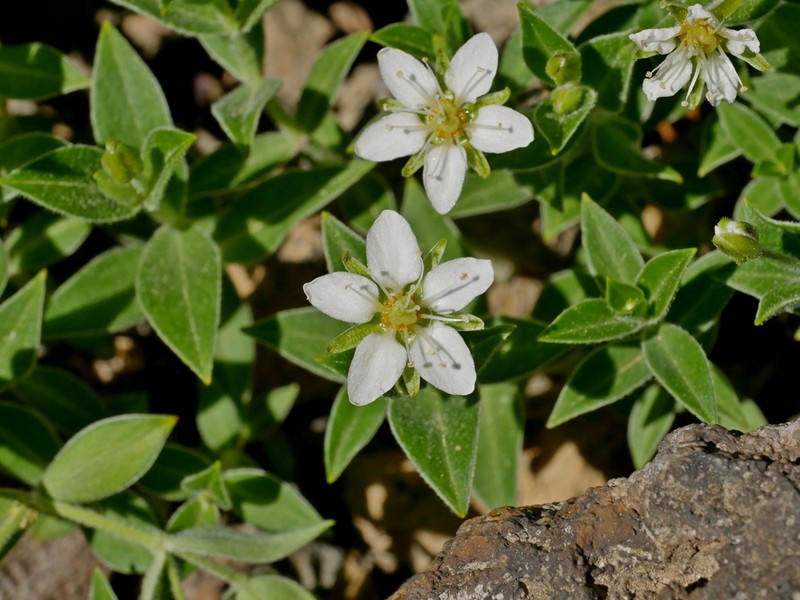 Arenaria merckioides photo 3
