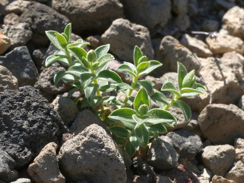 Arenaria merckioides photo 4