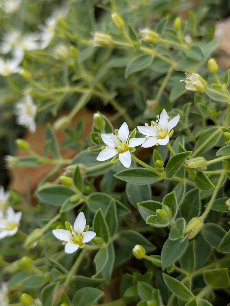 Arenaria merckioides photo 5