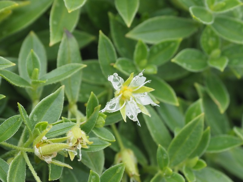Arenaria merckioides photo 6