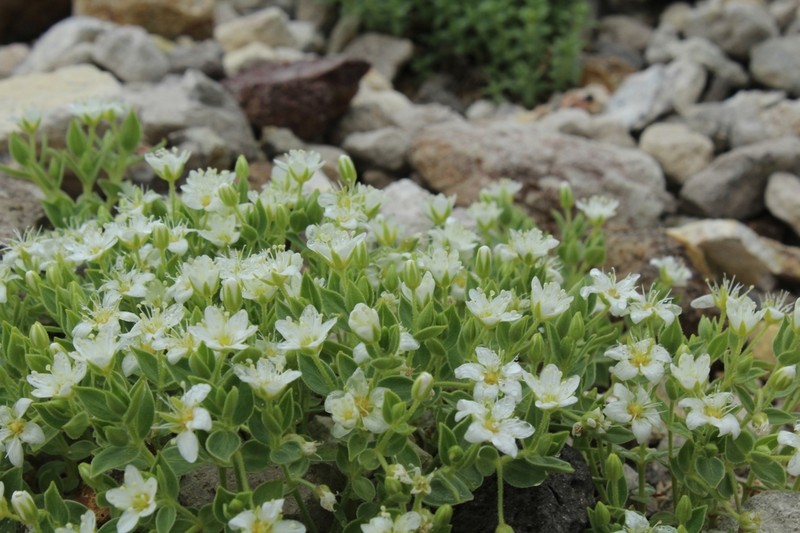 Arenaria merckioides photo 7