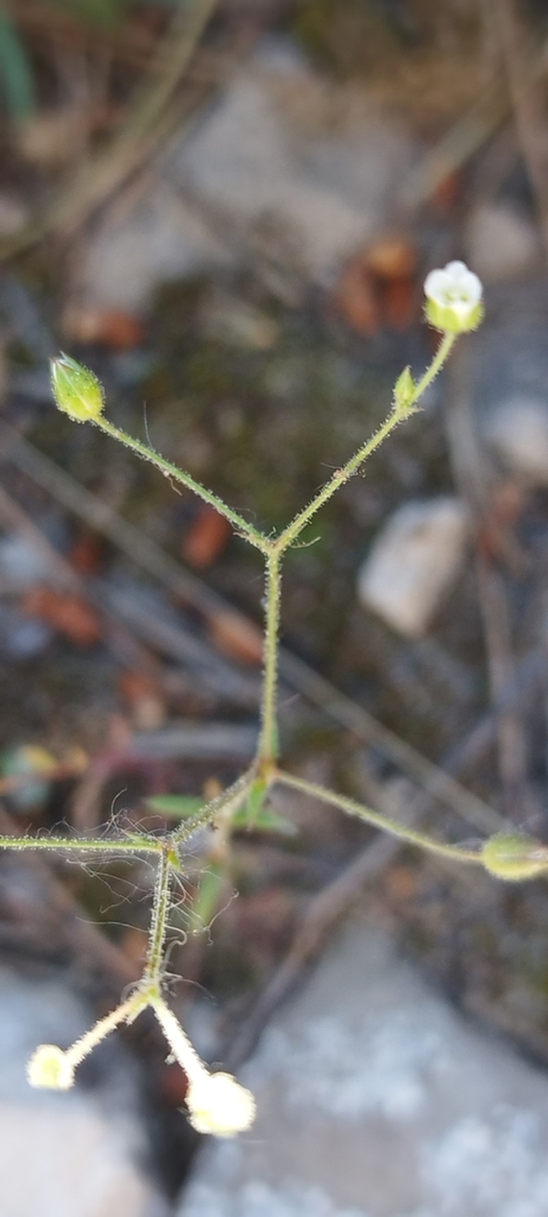Arenaria modesta