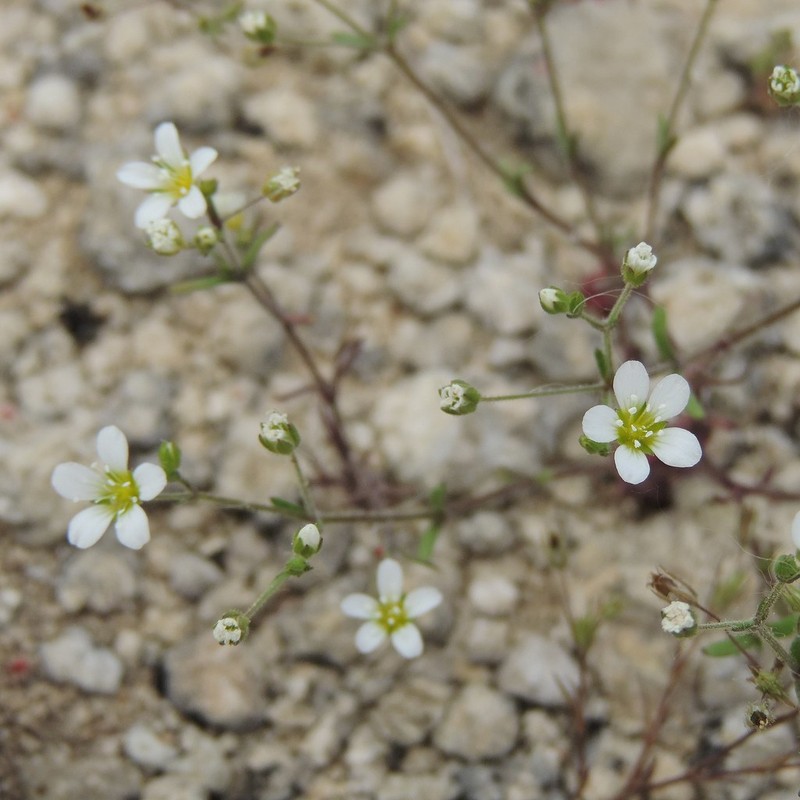 Arenaria modesta photo 2