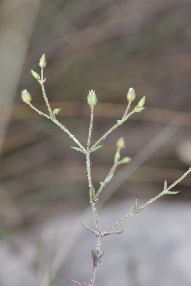 Arenaria modesta photo 3