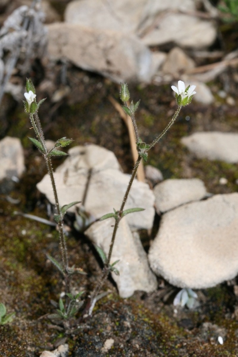 Arenaria modesta photo 4