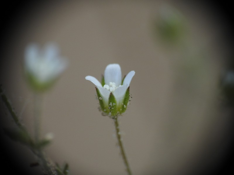 Arenaria modesta photo 5