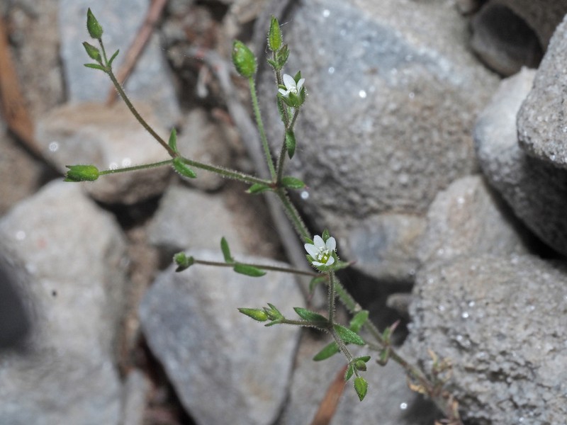 Arenaria modesta photo 6