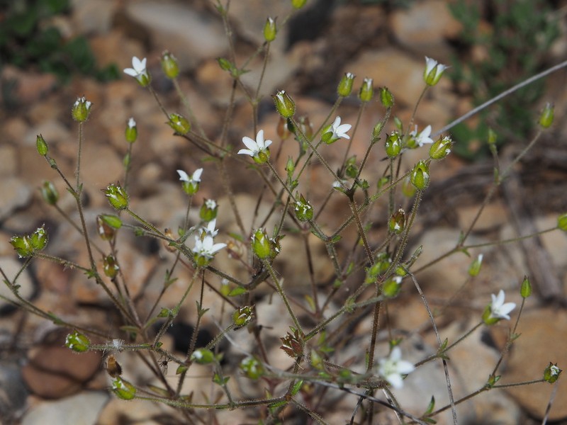 Arenaria modesta photo 7