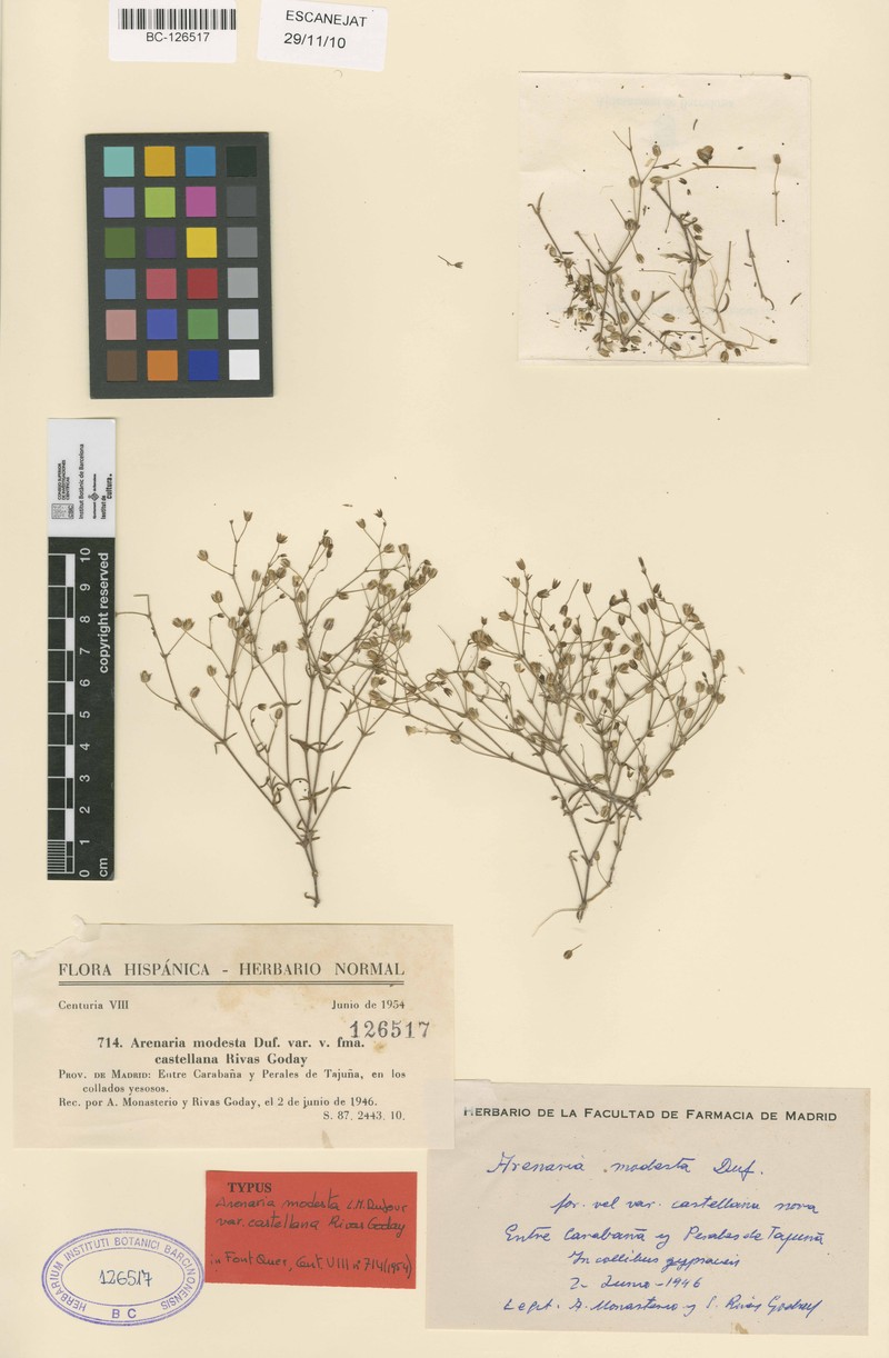 Arenaria modesta subsp. modesta photo 2
