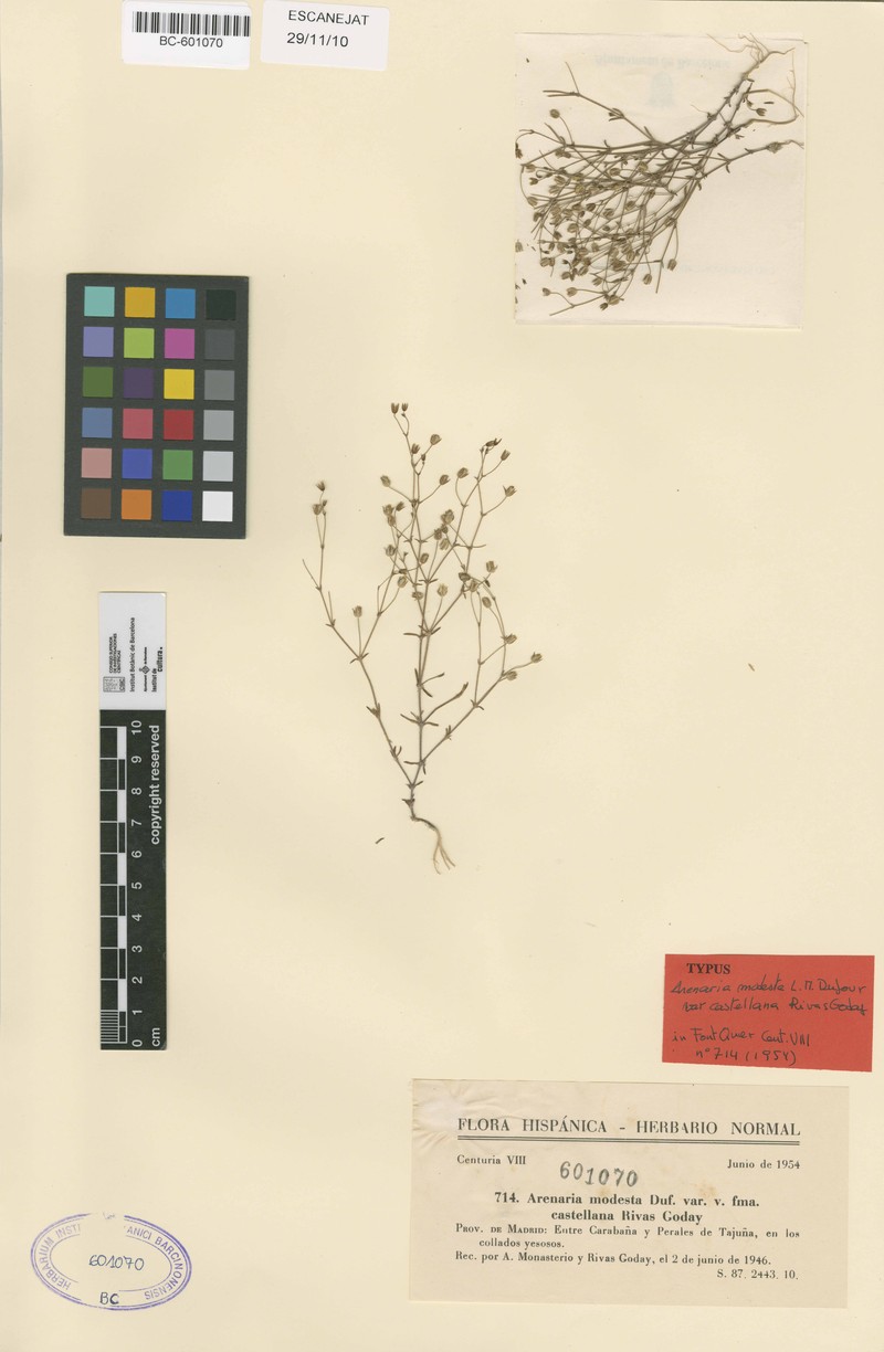 Arenaria modesta subsp. modesta photo 3