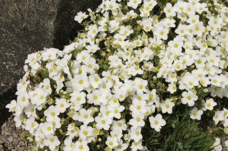 Mountain Sandwort photo 2