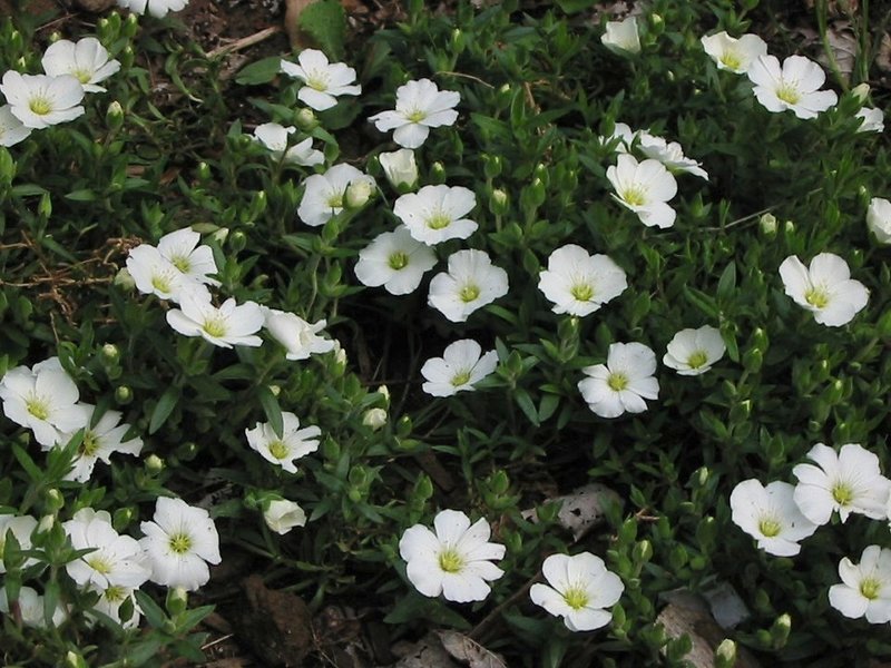 Mountain Sandwort