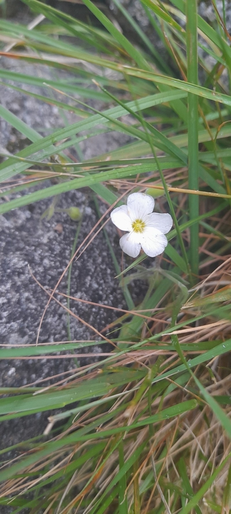 Mountain Sandwort photo 3
