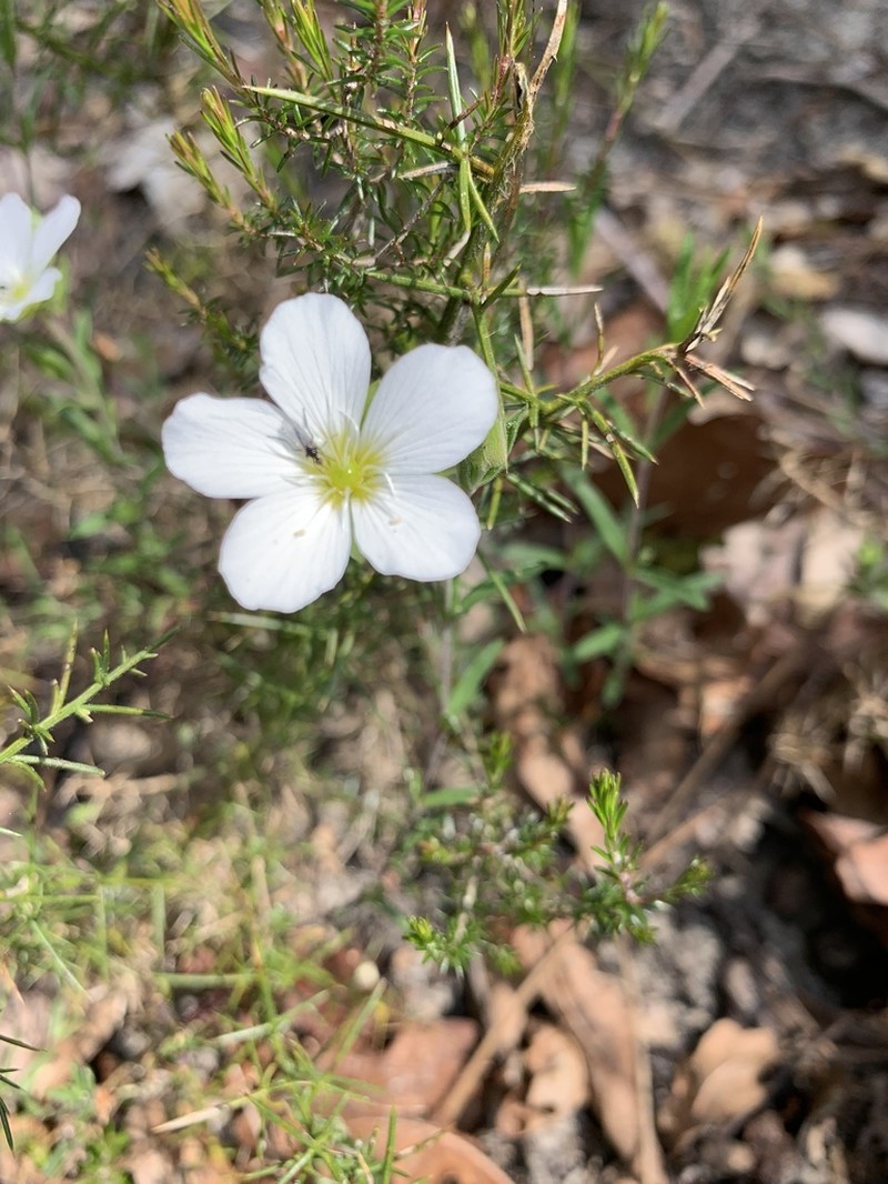 Mountain Sandwort photo 4