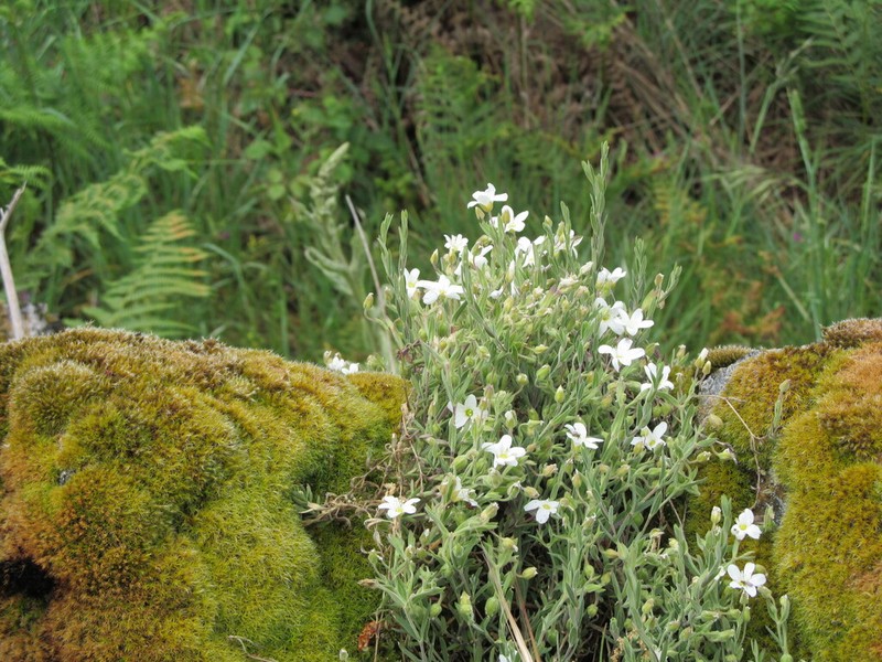 Mountain Sandwort photo 5