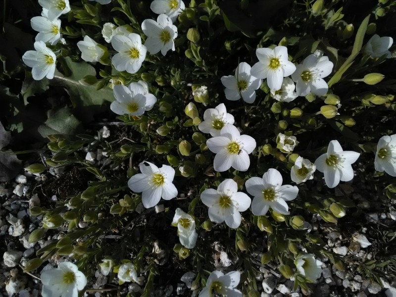 Mountain Sandwort photo 6