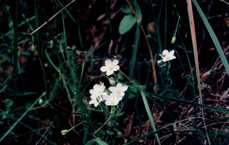 Mountain Sandwort photo 7