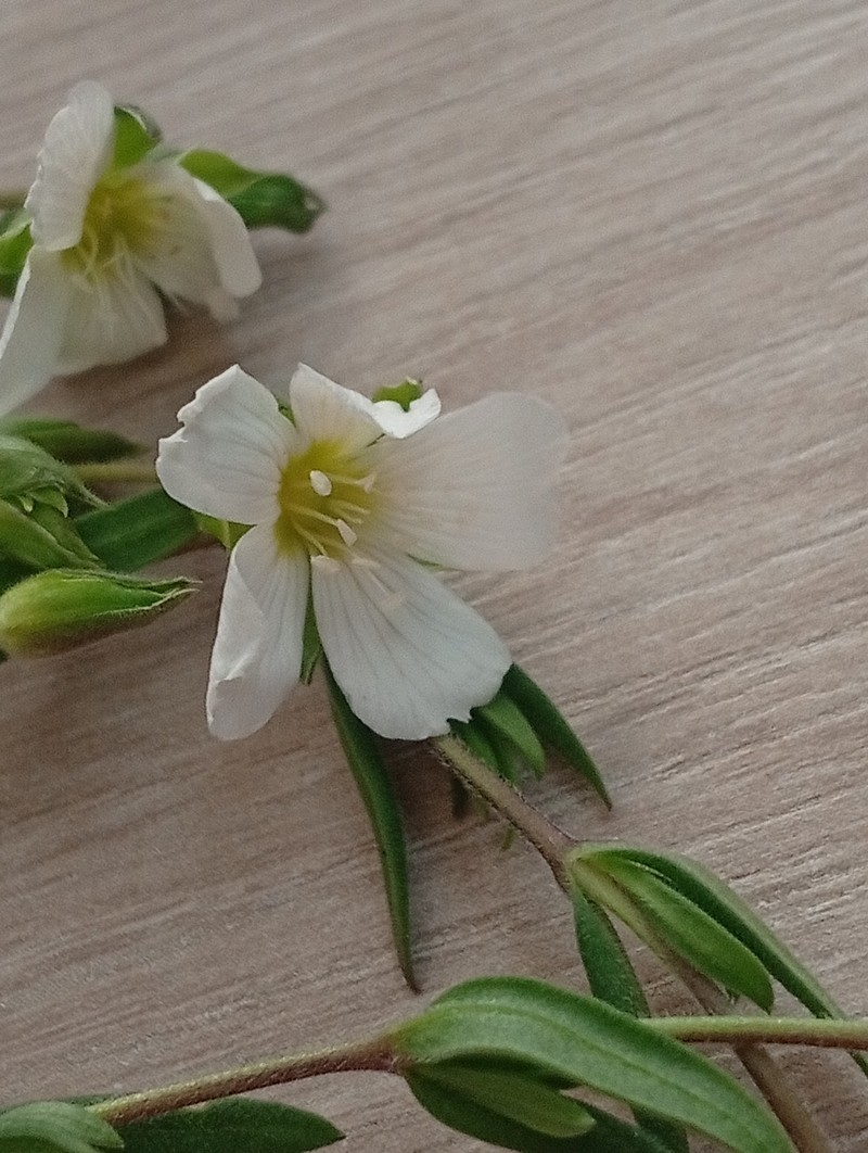 Arenaria montana subsp. montana photo 2