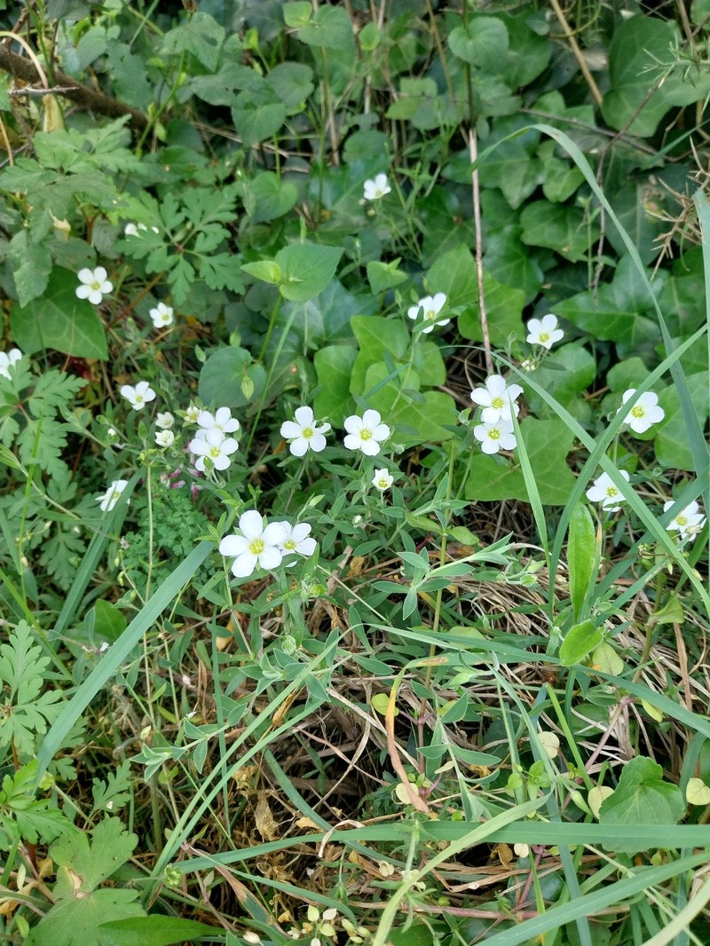 Arenaria montana subsp. montana photo 3