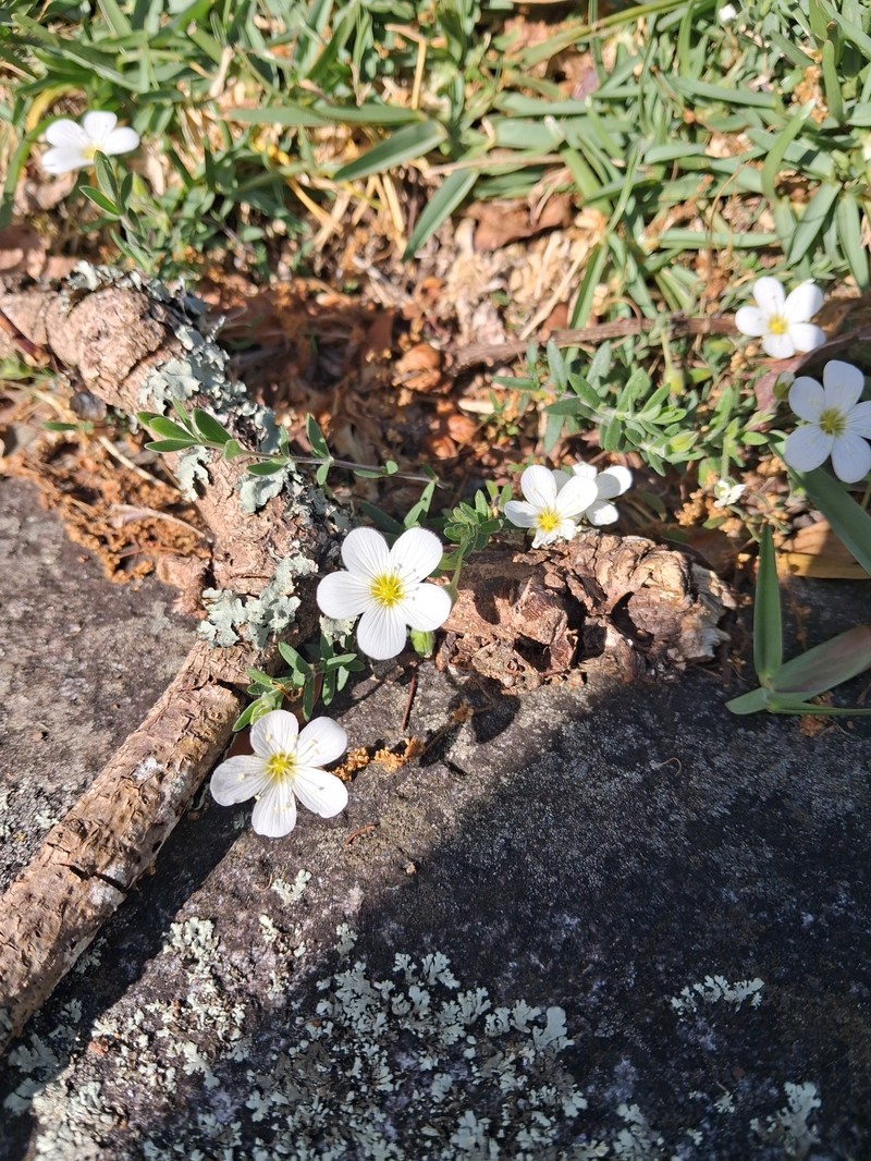 Arenaria montana subsp. montana photo 4