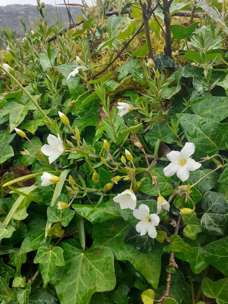 Arenaria montana subsp. montana photo 5