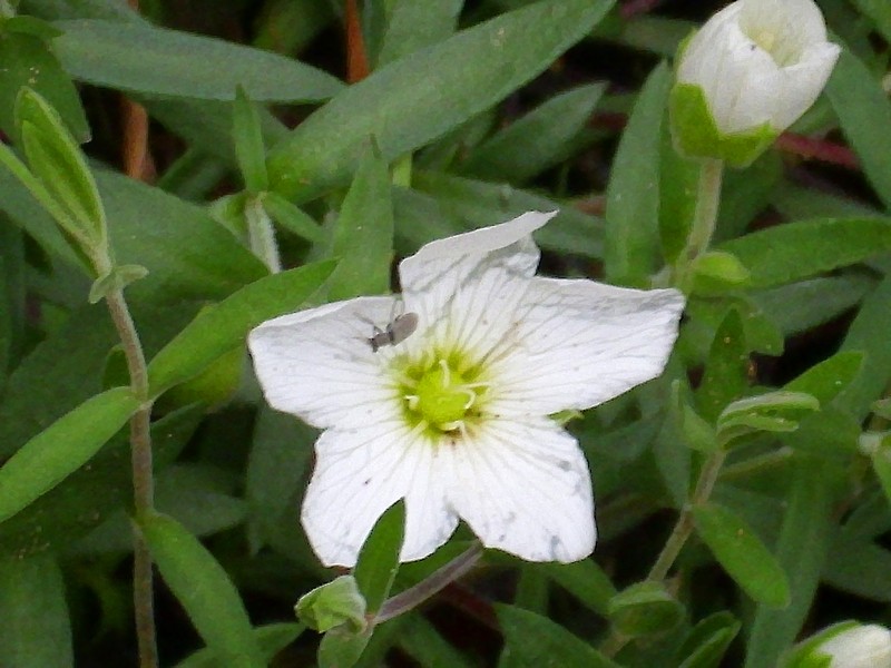 Arenaria montana subsp. montana