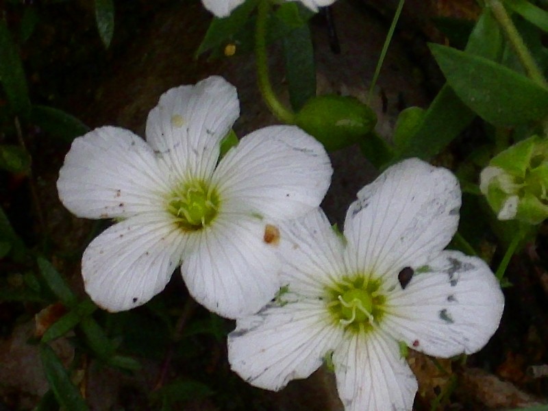 Arenaria montana subsp. montana photo 6