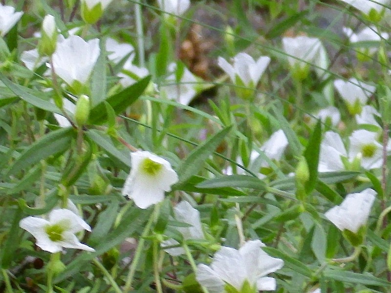 Arenaria montana subsp. montana photo 7