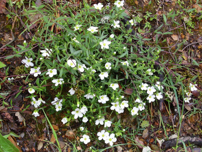 Arenaria montana subsp. montana photo 8