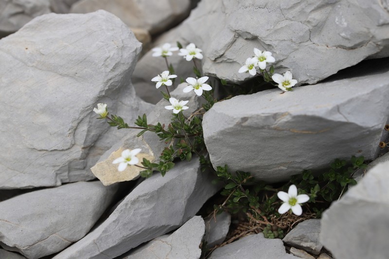 Arenaria multicaulis