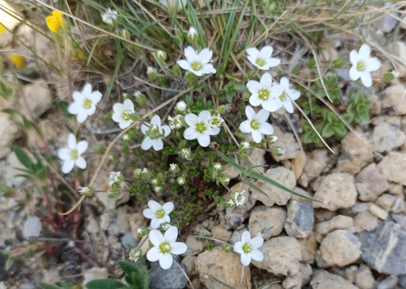 Arenaria multicaulis photo 2