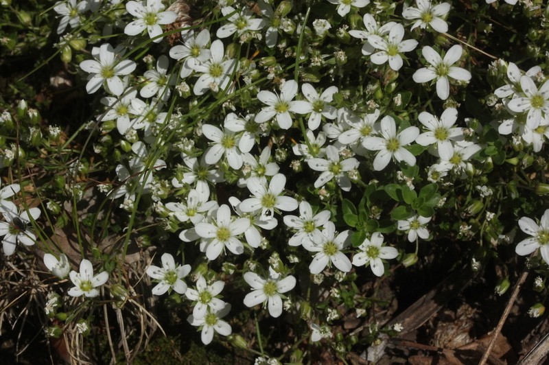 Arenaria multicaulis photo 3