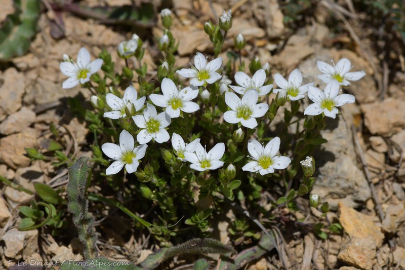 Arenaria multicaulis photo 4
