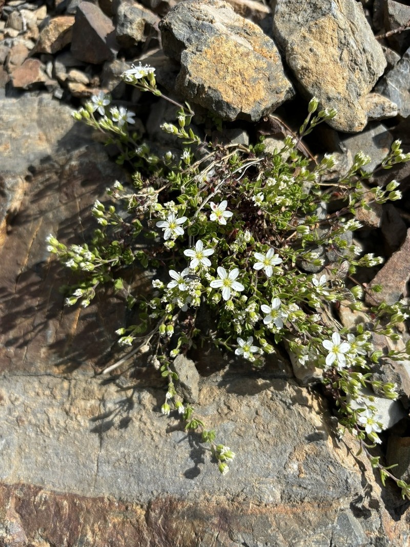 Arenaria multicaulis photo 5