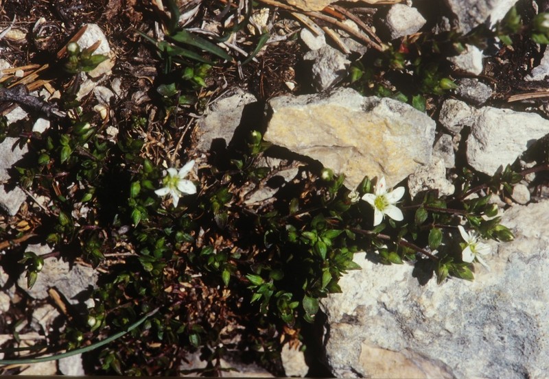 Arenaria multicaulis photo 6