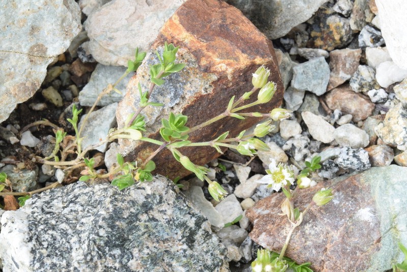 Arenaria multicaulis photo 7