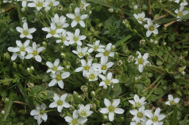 Arenaria multicaulis photo 8