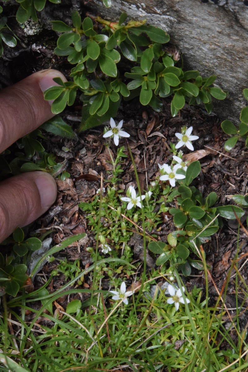 Arenaria multicaulis subsp. moehringioides