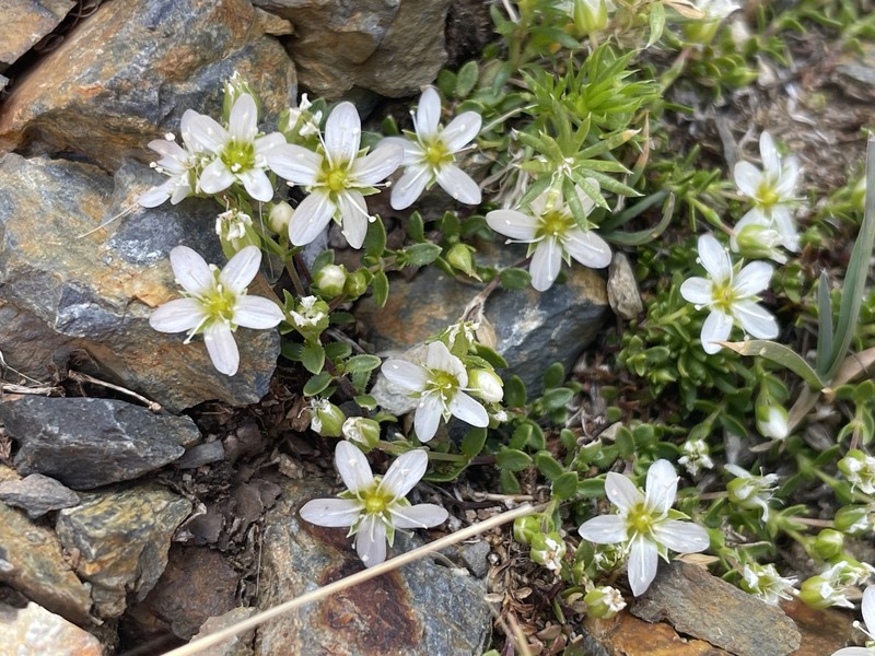 Arenaria multicaulis subsp. moehringioides photo 3